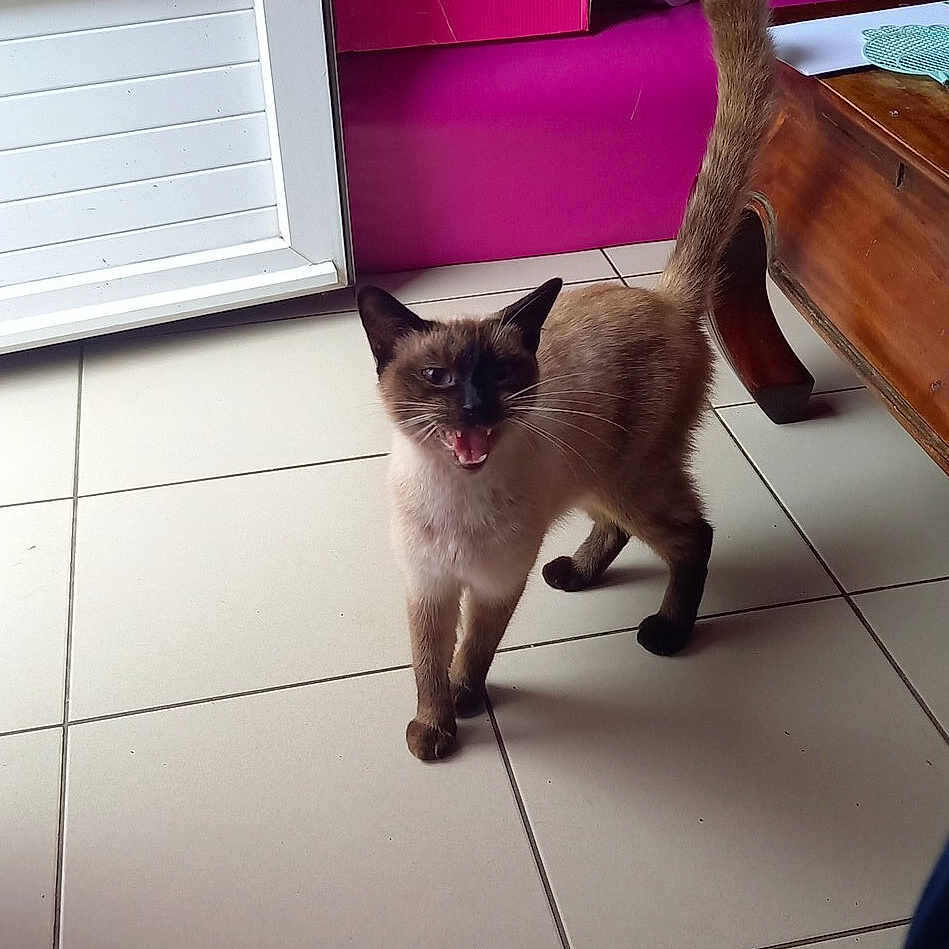 Daisy participe au concours pour gagner de l'argent avec cette photo : cat, curtain, domestic, door, floor_tile, furniture, headphones, indoor, meowing, mouth_open, paw, pet, pink_box, pink_sofa, portrait, siamese_cat, tail_up, tiled_floor, whiskers, wooden_table