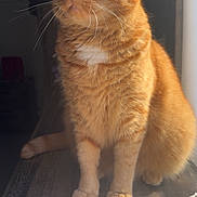 Nemo is registered to the contest to win money with this photo: cat, orange_tabby, pet, animal, feline, whiskers, ears, fur, sunlight, window, wood_surface, indoors, portrait, sitting, domestic_cat, closeup, orange_fur, white_chest, paws, relaxed