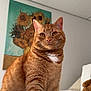 cat, ginger_cat, tabby, pet, indoor, bed, white_bedspread, painting, sunflowers, artwork, cozy, feline, fur, whiskers, ears, eyes, portrait, animal, cute, household