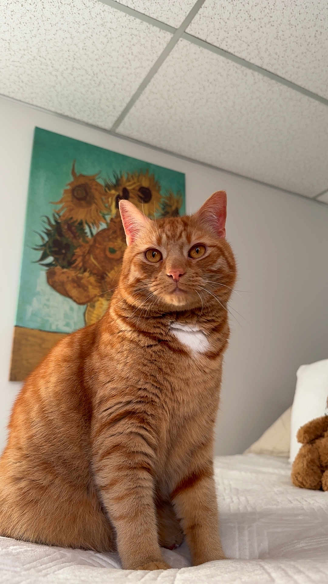 Nemo