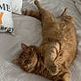 cat, orange_tabby, bed, white_bedspread, pillow, plush_toy, relaxed, pet, indoor, sleepy, feline, cute, fluffy, cozy, resting, domestic_animal, whiskers, paw, fur, lying_down