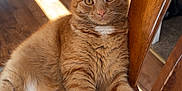 Nemo joined the competition — help win amazing prizes! cat, orange_tabby, feline, pet, indoor, chair, wooden_chair, cushion, patterned_cushion, relaxed, sunlight, floor, wooden_floor, fur, whiskers, ears, paw, looking_at_camera, domestic_cat, home