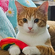 Binx joined the competition — help win amazing prizes! cat, ginger_cat, white_cat, pet, animal, indoor, cozy, blanket, cushion, toy, rainbow, paw, face, ears, fur, relaxed, closeup, cute, domestic_cat, resting