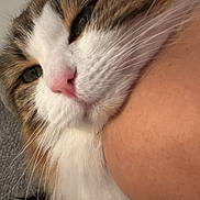 Cake is registered to the contest to win money with this photo: cat, fluffy, pet, animal, close_up, face, fur, whiskers, pink_nose, relaxed, cozy, indoor, resting, cute, domestic, friendly, person_arm, soft, adorable, companion
