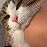 cat, fluffy, pet, animal, close_up, face, fur, whiskers, pink_nose, relaxed, cozy, indoor, resting, cute, domestic, friendly, person_arm, soft, adorable, companion