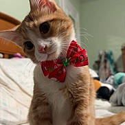Crouton is registered to the contest to win money with this photo: cat, kitten, orange_cat, white_paws, bow_tie, christmas_bow, pet, cute, indoor, bed, bedroom, furniture, domestic_animal, whiskers, fur, small_animal, curious, head_tilt, playful, animal