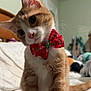 cat, kitten, orange_cat, white_paws, bow_tie, christmas_bow, pet, cute, indoor, bed, bedroom, furniture, domestic_animal, whiskers, fur, small_animal, curious, head_tilt, playful, animal