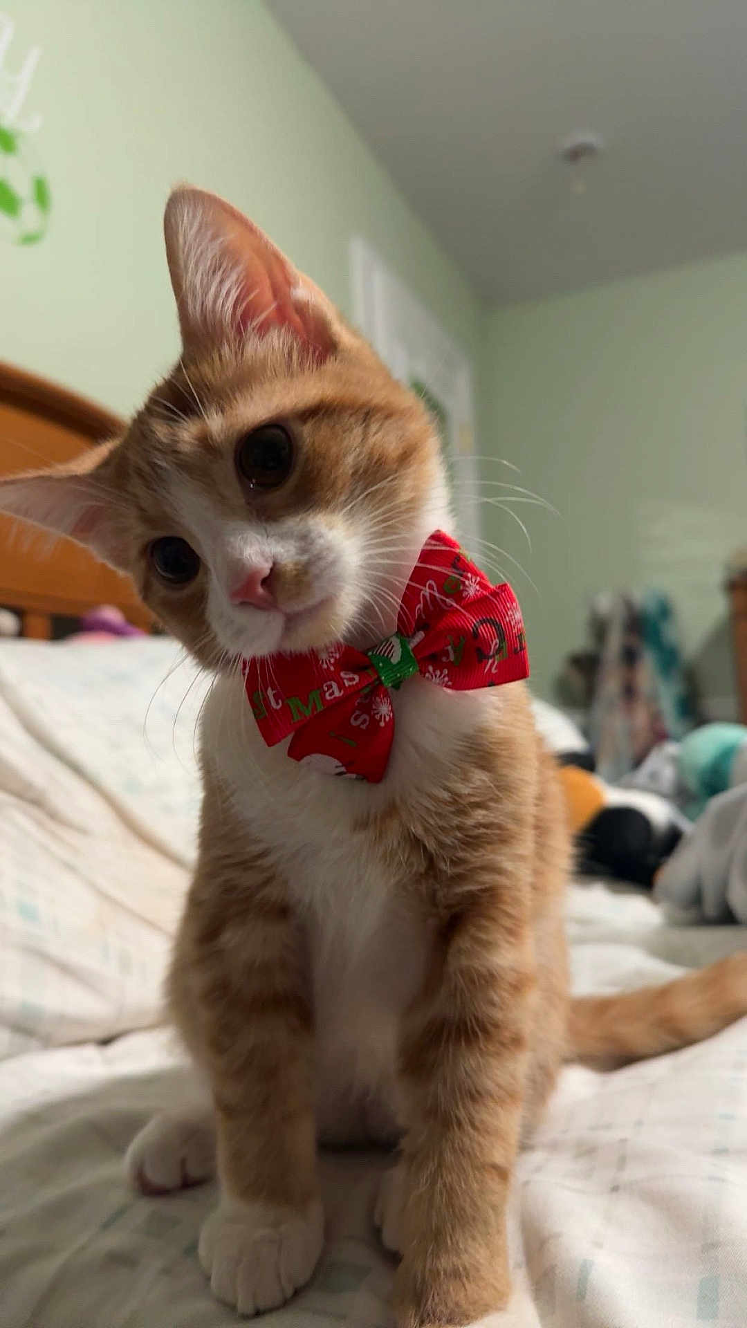 Crouton is registered to the contest to win money with this photo: cat, kitten, orange_cat, white_paws, bow_tie, christmas_bow, pet, cute, indoor, bed, bedroom, furniture, domestic_animal, whiskers, fur, small_animal, curious, head_tilt, playful, animal