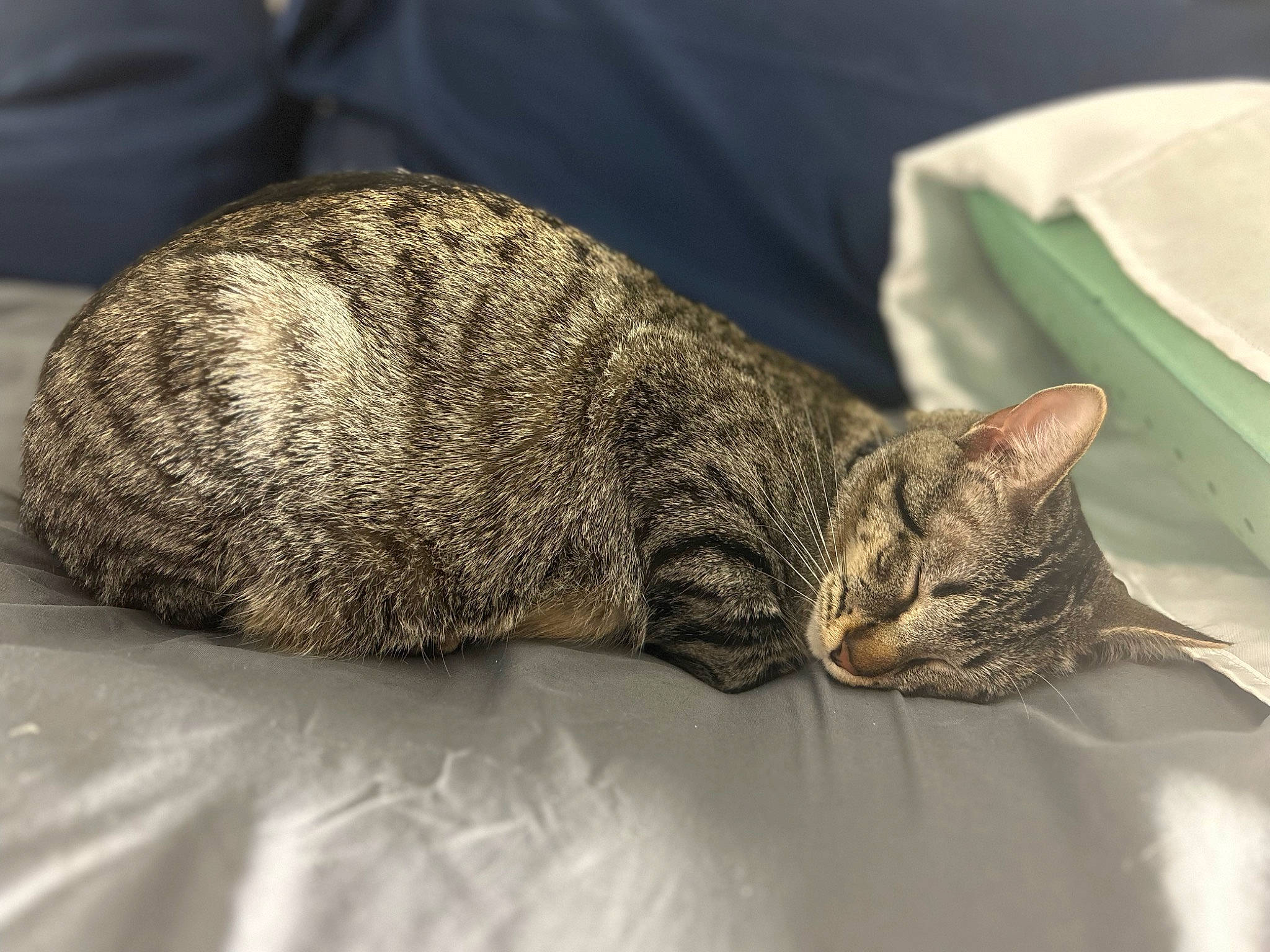 Max joined the competition — help win amazing prizes! carnivore, cat, cat_supply, claw, comfort, domestic_short_haired_cat, felidae, fur, grey, nap, paw, plastic_bag, sleep, small_to_medium_sized_cats, snout, terrestrial_animal, whiskers, wildlife