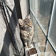 Comet is registered to the contest to win money with this photo: cat, windowsill, reflection, sunlight, gray_cat, yellow_eyes, curious, indoor, plant_pots, window, curtain, feline, pet, cozy, domestic, fur, looking_outside, daylight, home, quiet