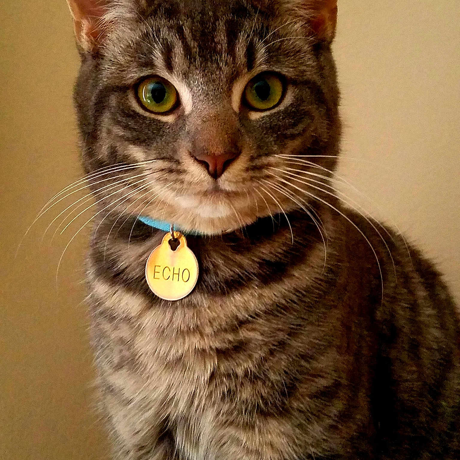 Echo is registered to the contest to win money with this photo: aegean_cat, american_bobtail, american_shorthair, american_wirehair, asian, australian_mist, california_spangled, carnivore, cat, domestic_short_haired_cat, dragon_li, egyptian_mau, european_shorthair, felidae, mammal, ocicat, small_to_medium_sized_cats, tabby_cat, vertebrate, whiskers