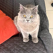Abby participe au concours pour gagner de l'argent avec cette photo : cat, gray_cat, pet, animal, feline, sitting, indoor, quilted_blanket, orange_pillow, fur, whiskers, ears, eyes, cute, domestic_animal, looking, floor_tiles, home, cozy, soft