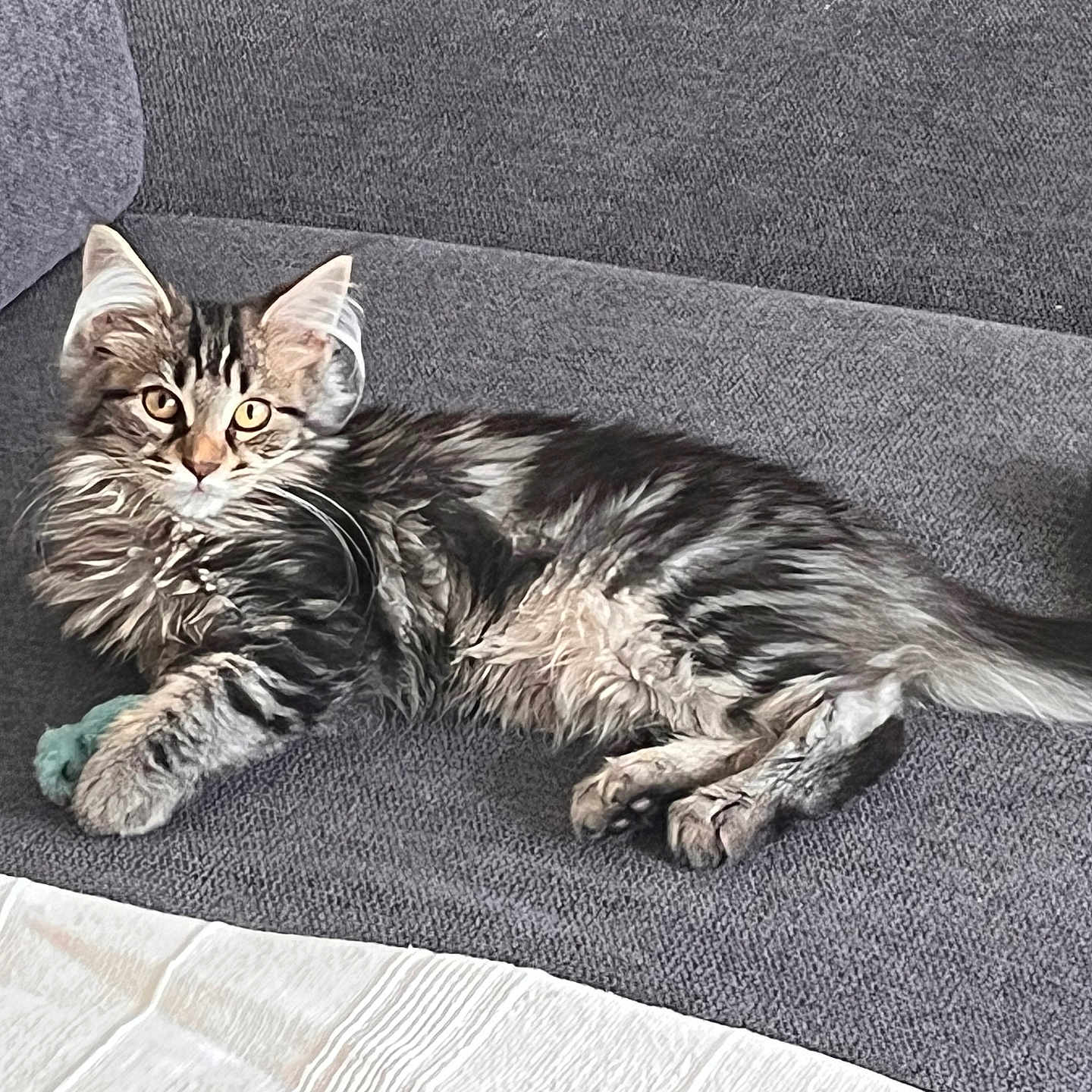 Ava participe au concours pour gagner de l'argent avec cette photo : animal, cat, couch, cozy, cute, eyes, feline, fur, home, indoor, kitten, paw, pet, relaxed, resting, tabby, tail, texture, toy, whiskers