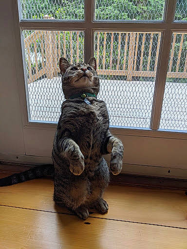 Carter is registered to the contest to win money with this photo: asian, carnivore, cat, domestic_short_haired_cat, felidae, fur, small_to_medium_sized_cats, snout, tabby_cat, whiskers