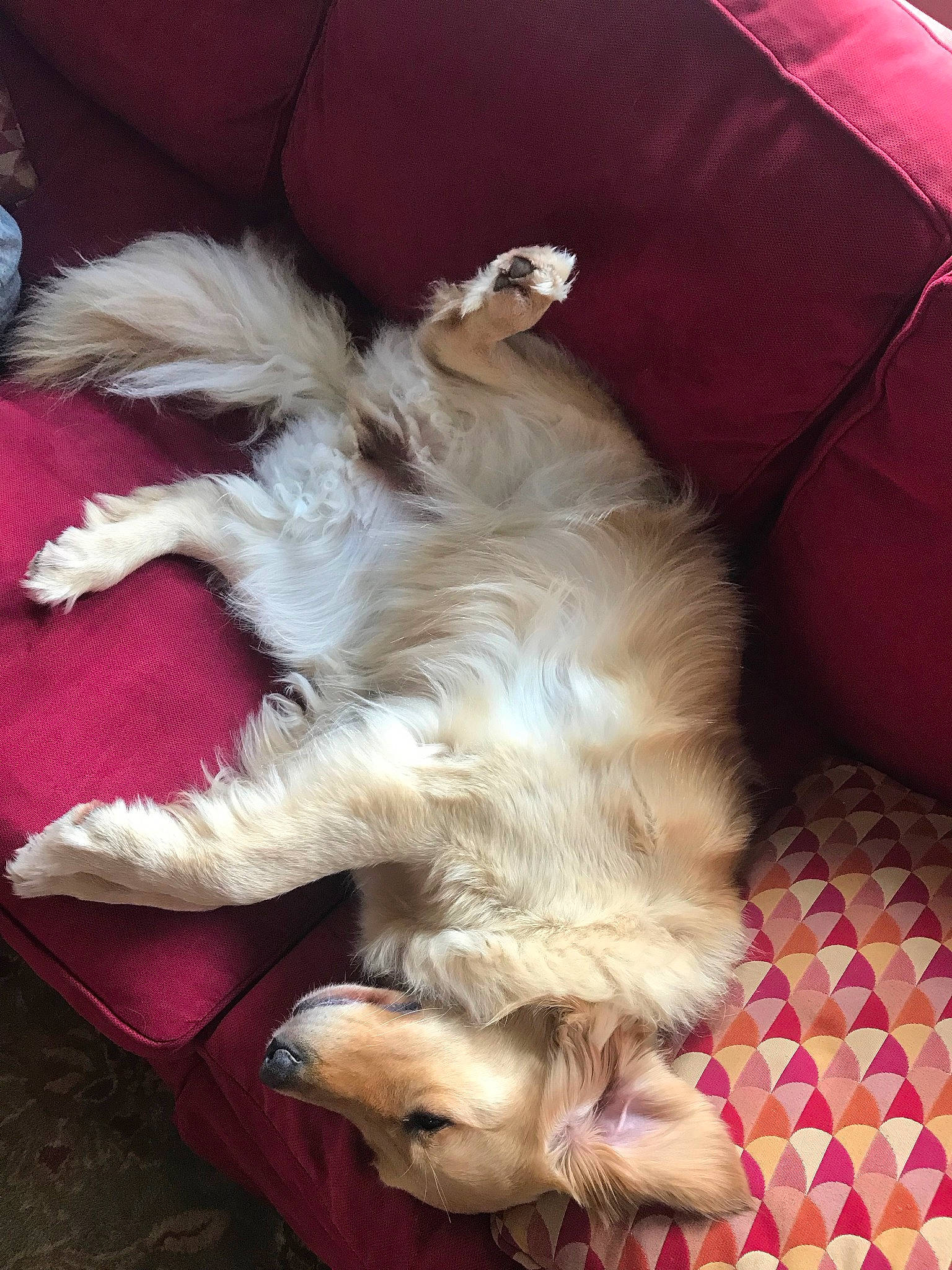 Ripley is registered to the contest to win money with this photo: cairn_terrier, canidae, carnivore, dog, dog_breed, fawn, mammal, puppy, sporting_group, terrier