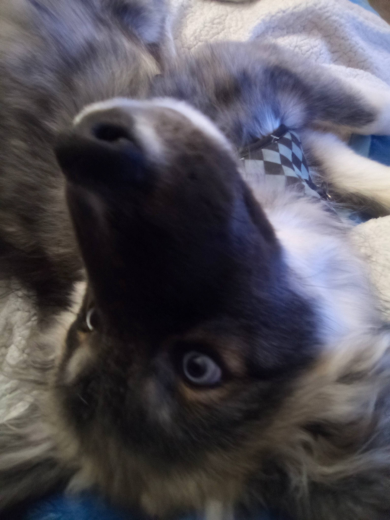 Mickey Bleu But Called Bleu joined the competition — help win amazing prizes! canidae, carnivore, cat, close_up, companion_dog, dog_breed, ear, electric_blue, fawn, felidae, fur, liver, mammal, small_to_medium_sized_cats, snout, sporting_group, terrestrial_animal, vertebrate, whiskers, working_animal