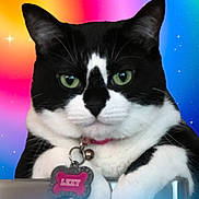 Lexy joined the competition — help win amazing prizes! cat, black_and_white, green_eyes, collar, pet_tag, paw, close_up, portrait, rainbow_background, stars, feline, indoor, cute, animal, pet, looking, whiskers, fur, expression, colorful