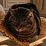 cat, tabby, basket, woven, indoor, sunlight, shadow, cozy, pet, feline, whiskers, ears, fur, relaxed, closeup, animal, domestic, resting, warm, texture