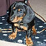 puppy, dog, dachshund, black_and_tan, leash, blanket, carpet, pet, animal, cute, ears, fur, indoor, small_dog, canine, sitting, young, companion, domestic, friendly