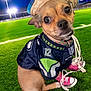 dog, football_field, night, jersey, sombrero, pink_sneakers, grass, sports, stadium_lights, cute, pet, costume, outdoor, animal, small_dog, clothing, accessories, green_grass, seahawks, stadium