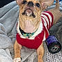 Kitty joined the competition — help win amazing prizes! bedspread, blanket, canine, collar, cozy, cute, dog, domestic, ears_up, furniture, home, indoor, looking_up, paw, pet, red_sweater, resting, small_dog, sweater, television