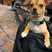 Kitty joined the competition — help win amazing prizes! airport, animal, black_bag, carpet, chair, curious, dog, dog_collar, ear_flop, floor, indoor, leash, man, metal_chair, pet, pineapple_pattern, seated_person, small_dog, tan_dog, waiting_area