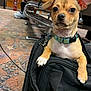dog, small_dog, tan_dog, dog_collar, pineapple_pattern, black_bag, indoor, waiting_area, airport, floor, man, seated_person, chair, metal_chair, carpet, curious, pet, animal, leash, ear_flop