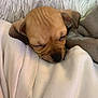 Kitty is registered to the contest to win money with this photo: adorable, animal, blanket, brown, closeup, comfort, cozy, cute, dog, fur, indoor, nap, pet, puppy, relax, rest, sleeping, small, soft, warm