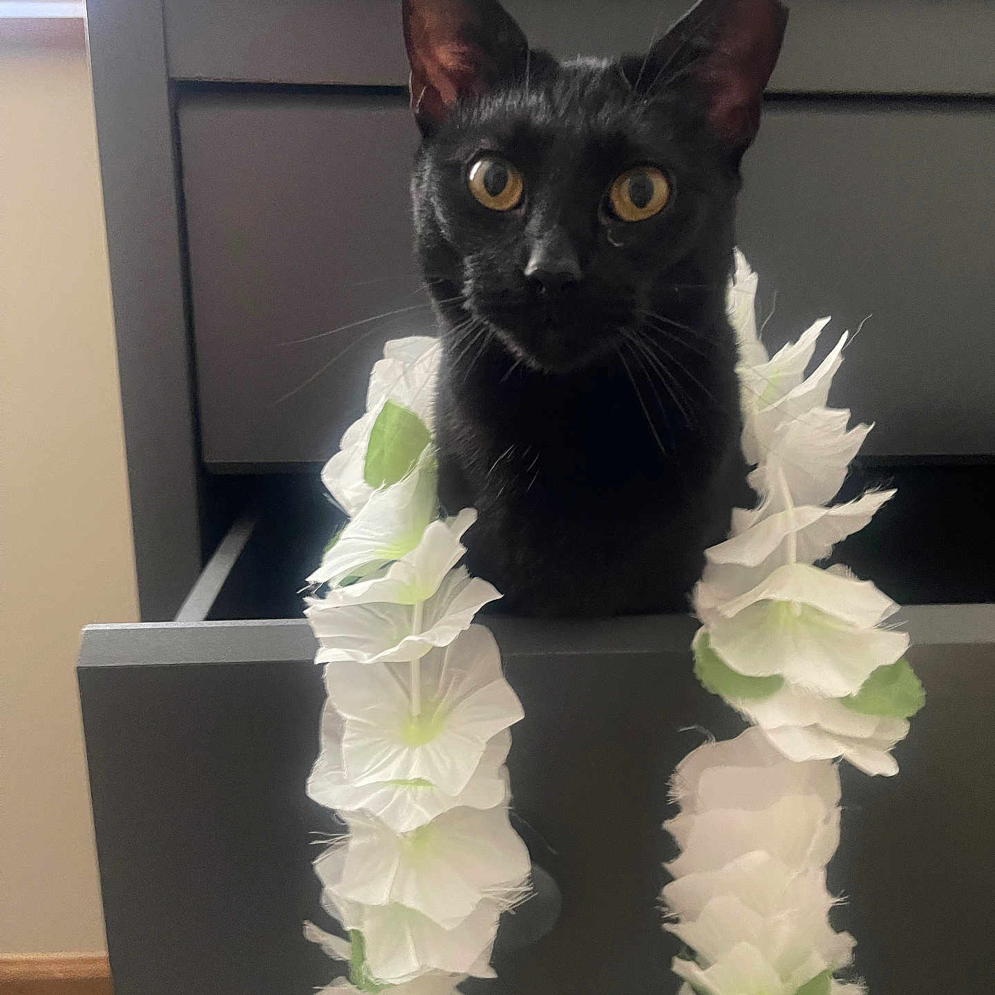 Binx joined the competition — help win amazing prizes! accessories, animal, blackcat, cabinet, cat, closet, cupboard, desk, drawer, featherboa, flower, flowerarrangement, flowerbouquet, furniture, lei, ornament, pet, petal, plant, table