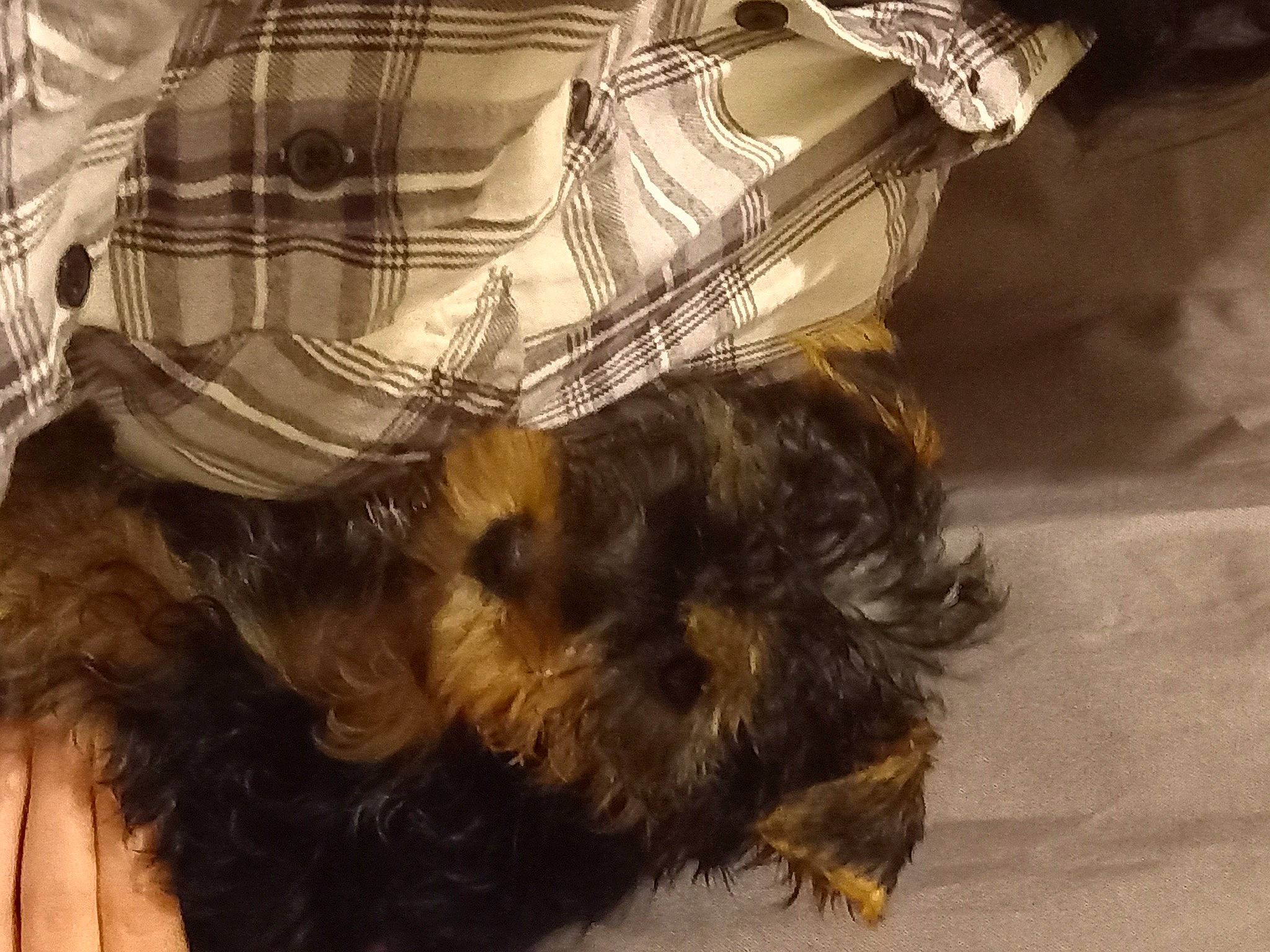 Anubis participe au concours pour gagner de l'argent avec cette photo : carnivore, comfort, companion_dog, dog, dog_breed, ear, fawn, felidae, fur, liver, pattern, plaid, small_terrier, snout, tartan, terrier, toy_dog, whiskers, wood, working_animal