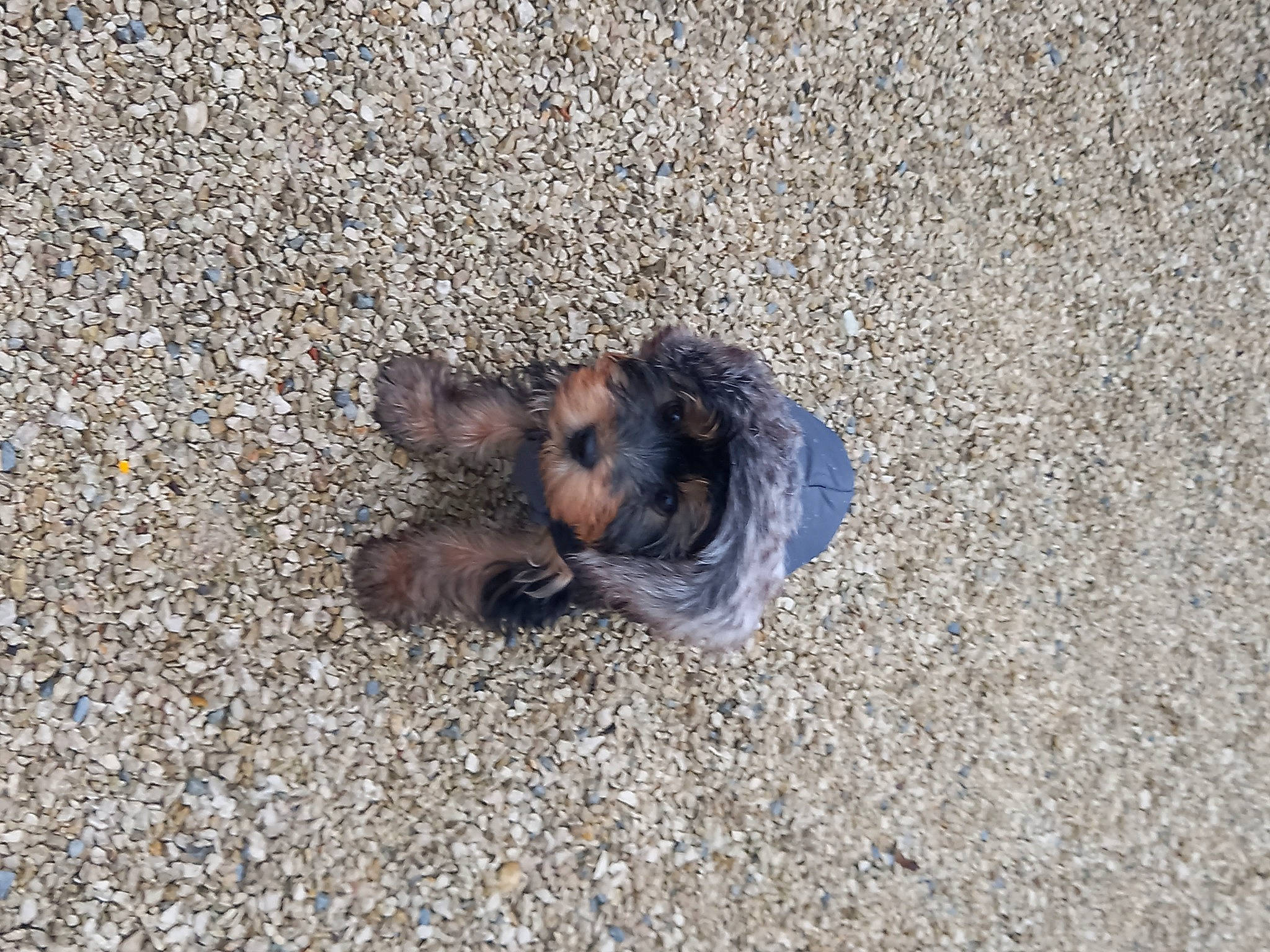 Anubis a rejoint le concours — aidez-le/la à gagner de superbes lots ! asphalt, canidae, claw, concrete, dog_breed, fawn, foot, fur, grass, landscape, paw, road_surface, sand, shadow, sitting, soil, sporting_group, tar, terrestrial_animal, wildlife