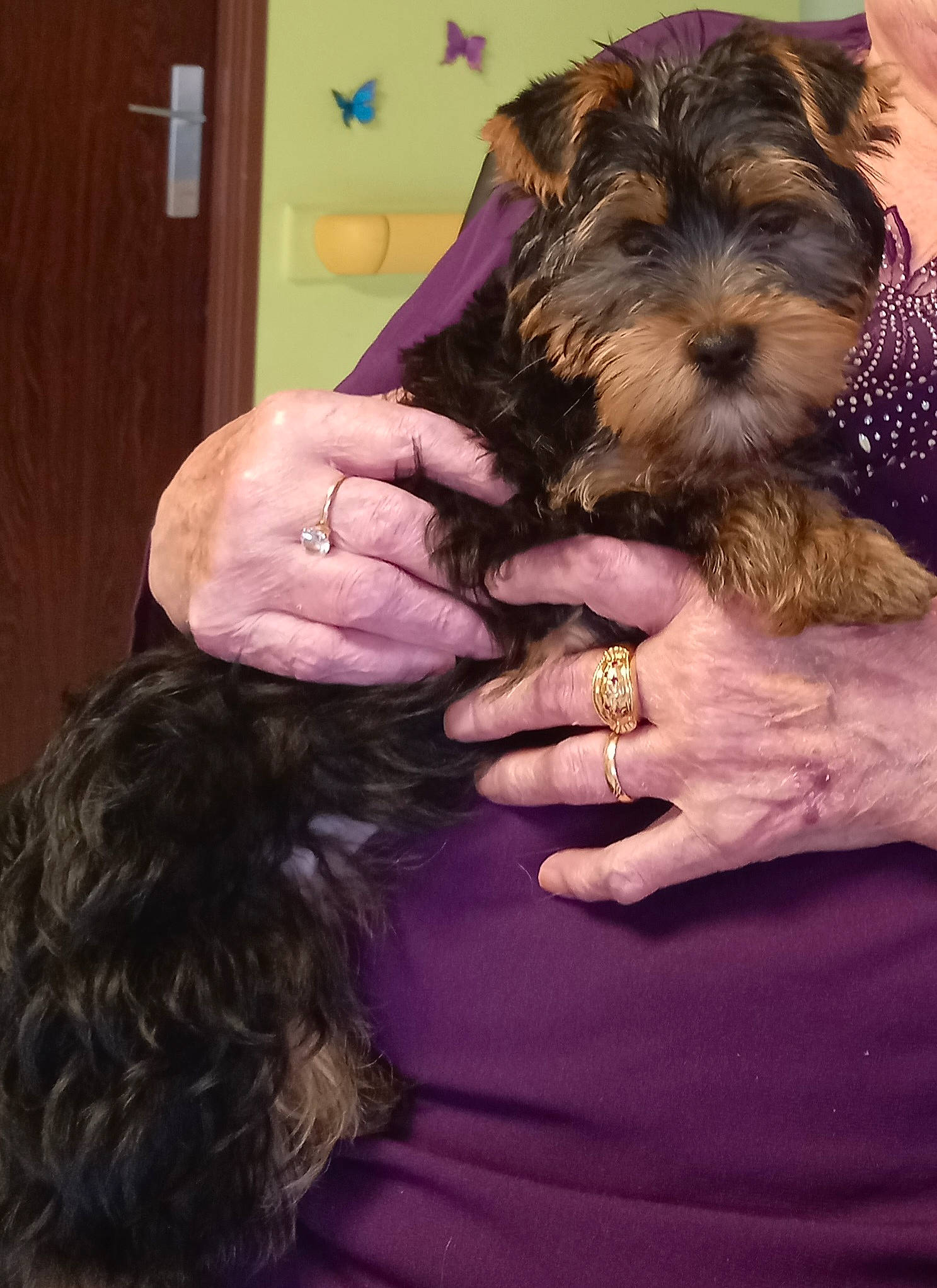 Anubis participe au concours pour gagner de l'argent avec cette photo : black_hair, brown_hair, carnivore, companion_dog, dog, dog_breed, dress, ear, event, fur, gesture, happy, liver, long_hair, magenta, nail, purple, toy_dog, working_animal, wrist