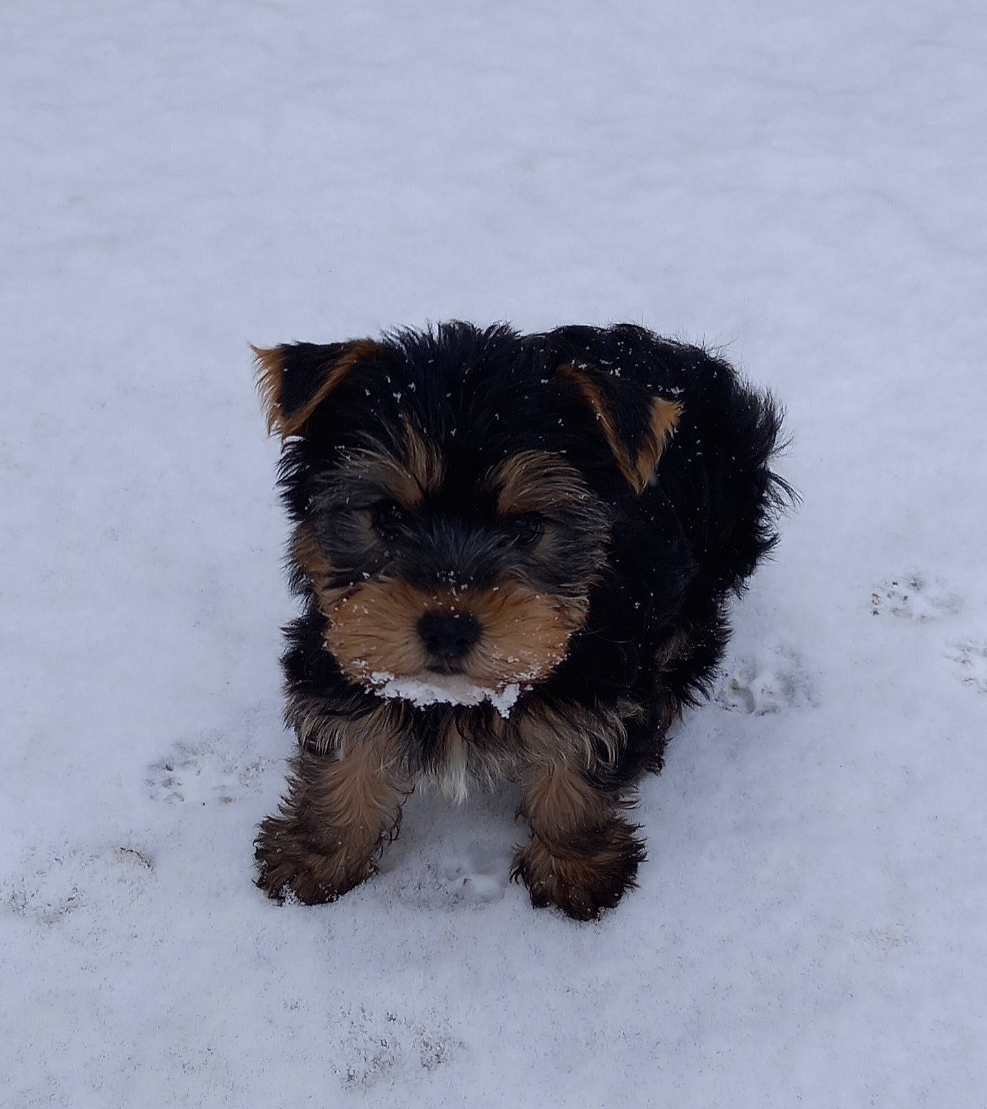 Anubis participe au concours pour gagner de l'argent avec cette photo : canidae, carnivore, companion_dog, dog, dog_breed, freezing, fur, liver, small_terrier, snout, snow, sporting_group, tail, terrestrial_animal, terrier, toy_dog, winter, working_animal, yorkipoo, yorkshire_terrier