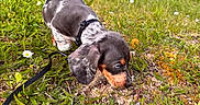 Balto a rejoint le concours — aidez-le/la à gagner de superbes lots ! animal, collar, curious, daylight, dog, ears, exploration, flowers, garden, grass, greenery, leash, nature, outdoor, plants, puppy, small_dog, sniffing, spotted, young_animal
