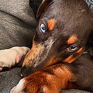 Balto a rejoint le concours — aidez-le/la à gagner de superbes lots ! animal, blue_eyes, brown_fur, calm, canine, close_up, companion, cozy, cute, dog, fur_texture, gray_fabric, indoors, paw, pet, portrait, relaxed, resting, sleepy, white_paw