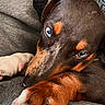 animal, blue_eyes, brown_fur, calm, canine, close_up, companion, cozy, cute, dog, fur_texture, gray_fabric, indoors, paw, pet, portrait, relaxed, resting, sleepy, white_paw