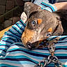 Balto a rejoint le concours — aidez-le/la à gagner de superbes lots ! blue_eyes, casual, chain, close_up, comfort, cross_pendant, cute, dog, ears, fur, jewelry, nose, outdoor, person, pet, portrait, puppy, resting, striped_shirt, sunlight