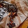 Balto participe au concours pour gagner de l'argent avec cette photo : animal, black, blanket, brown, cute, dog, flooring, fur, indoors, looking_up, pet, playful, puppy, rope_toy, rug, small, toy, white, wood_floor, young