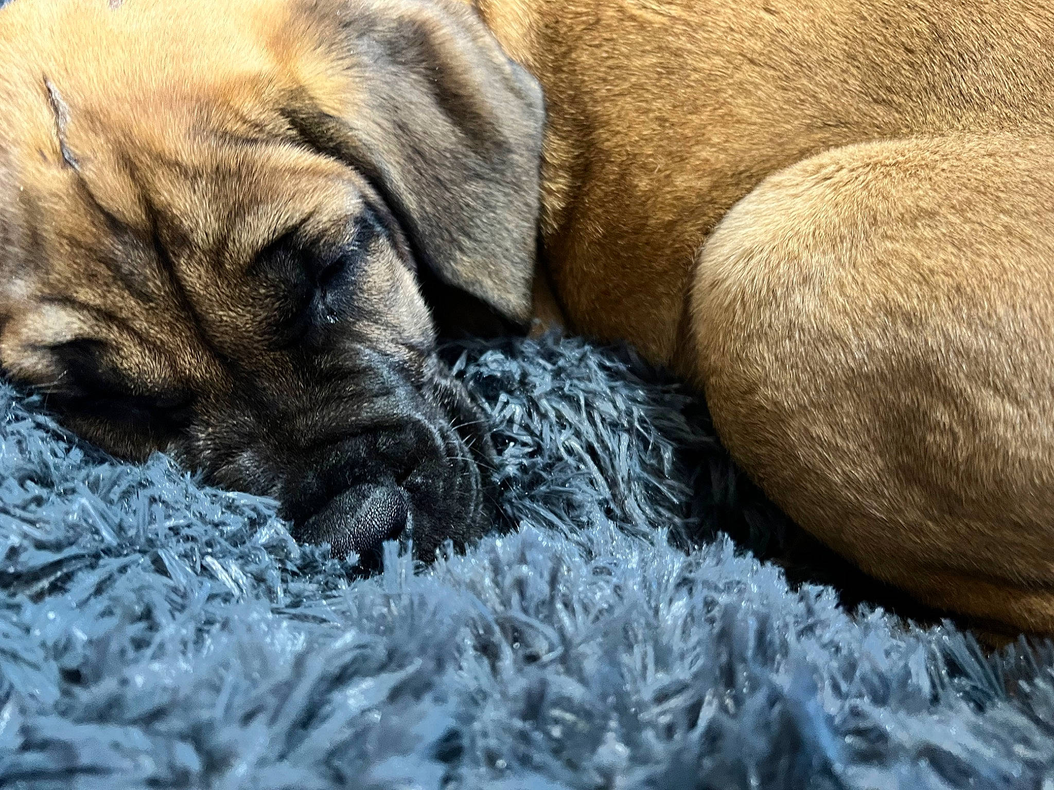 Millie is registered to the contest to win money with this photo: bored, canidae, carnivore, comfort, companion_dog, dog, dog_breed, dog_supply, fawn, fur, grass, grey, nap, snout, sporting_group, terrestrial_animal, whiskers, wildlife, working_animal, wrinkle