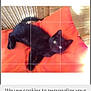 abyssinian, advertisement, animal, blackcat, cat, cushion, den, electronics, furniture, homedecor, indoors, kitten, manx, page, person, pet, poster, sleeping, text