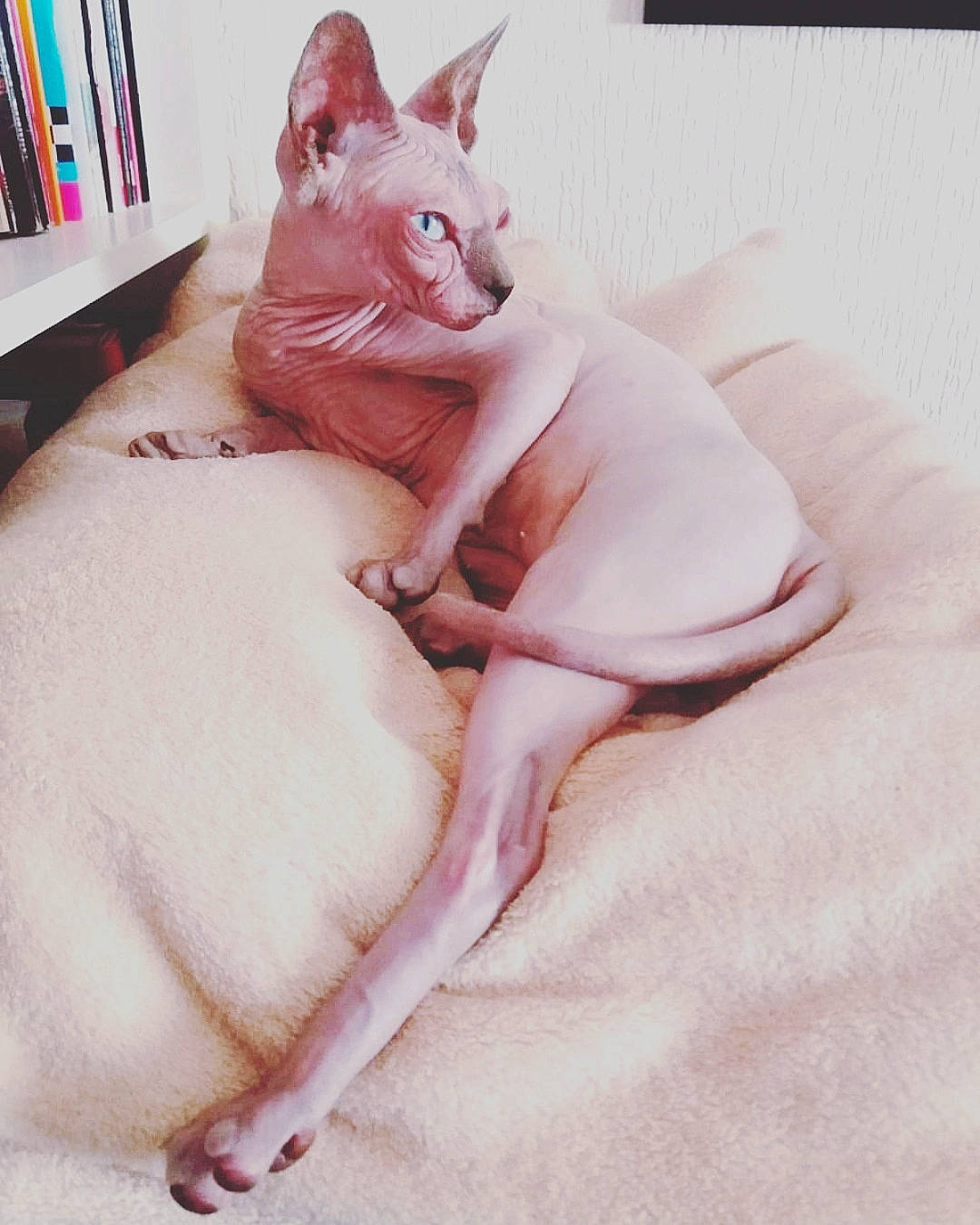 Ginger a rejoint le concours — aidez-le/la à gagner de superbes lots ! bookcase, carmine, carnivore, cat, comfort, companion_dog, ear, fawn, felidae, fur, linens, paw, peach, pink, shelf, shelving, small_to_medium_sized_cats, snout, tail, whiskers