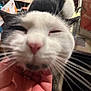 cat, close_up, black_and_white, pet, animal, whiskers, hand, scratching, indoor, feline, face, nose, ears, fur, blur, background, domestic, cute, relaxed, cluttered
