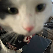 Auggie joined the competition — help win amazing prizes! cat, close_up, blurry, collar, indoor, curious, pet, feline, whiskers, animal, nose, fur, eyes, table, furniture, black, white, grey, domestic, close