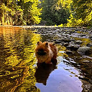 Charles a rejoint le concours — aidez-le/la à gagner de superbes lots ! dog, puppy, water, stream, river, rocks, trees, forest, reflection, nature, outdoor, sunlight, golden_hour, fur, animal, shallow_water, scenic, peaceful, canine, summer