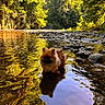 dog, puppy, water, stream, river, rocks, trees, forest, reflection, nature, outdoor, sunlight, golden_hour, fur, animal, shallow_water, scenic, peaceful, canine, summer