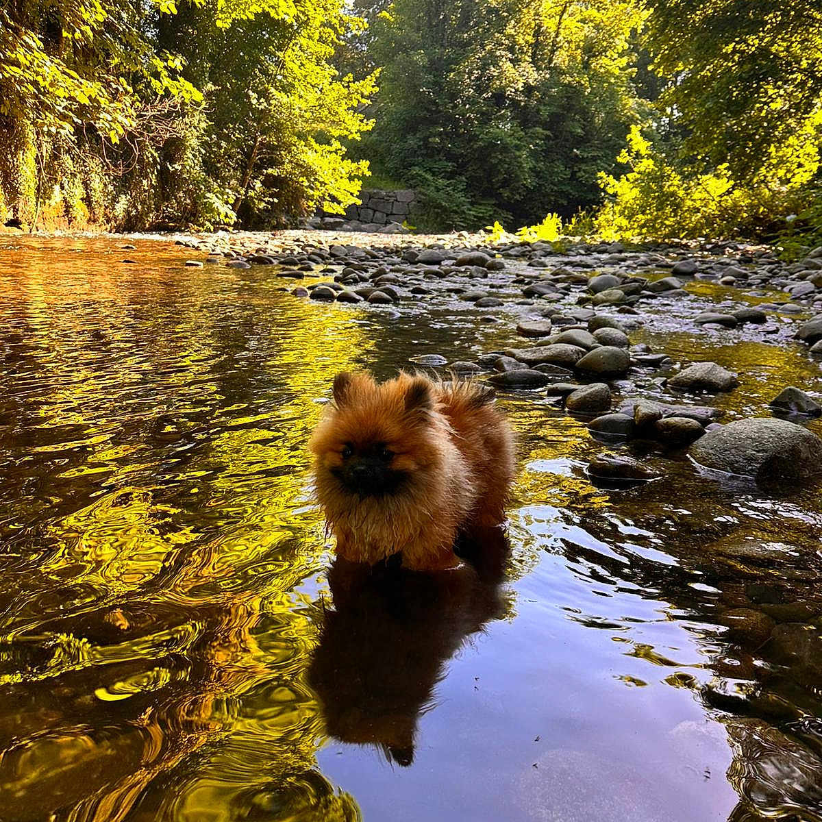 Charles a rejoint le concours — aidez-le/la à gagner de superbes lots ! dog, puppy, water, stream, river, rocks, trees, forest, reflection, nature, outdoor, sunlight, golden_hour, fur, animal, shallow_water, scenic, peaceful, canine, summer