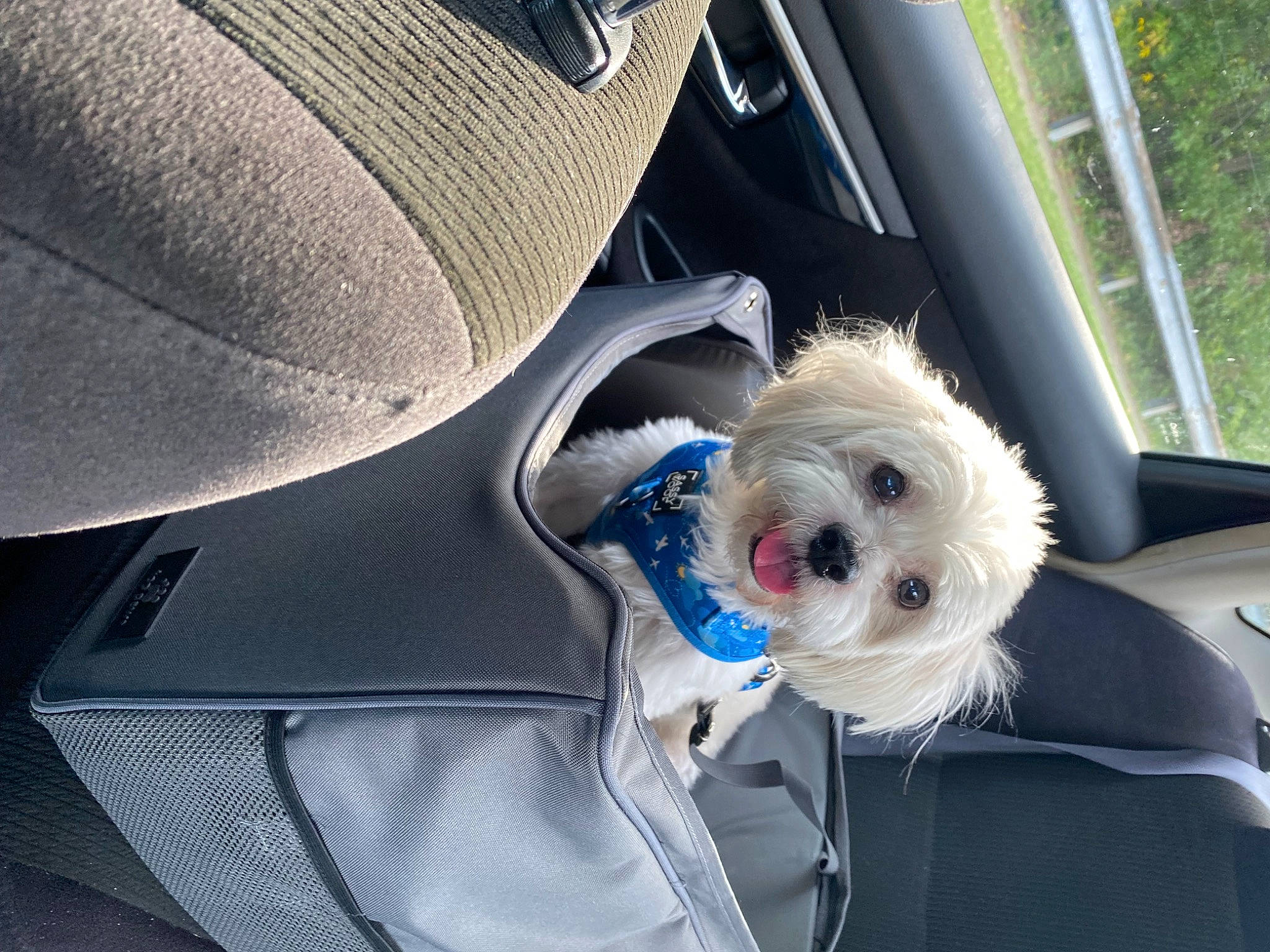 Blanco joined the competition — help win amazing prizes! auto_part, car, car_seat, car_seat_cover, carnivore, collar, companion_dog, dog, dog_breed, dog_clothes, dog_supply, electric_blue, family_car, motor_vehicle, personal_luxury_car, plant, seat_belt, toy_dog, vehicle, vehicle_door