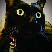 Ziva joined the competition — help win amazing prizes! black_cat, cat, close_up, wide_eyes, whiskers, collar, pet, domestic_cat, indoor, animal, feline, green_eyes, portrait, tag, curious, alert, fur, face, closeup, domestic_pet