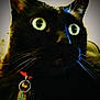 black_cat, cat, close_up, wide_eyes, whiskers, collar, pet, domestic_cat, indoor, animal, feline, green_eyes, portrait, tag, curious, alert, fur, face, closeup, domestic_pet