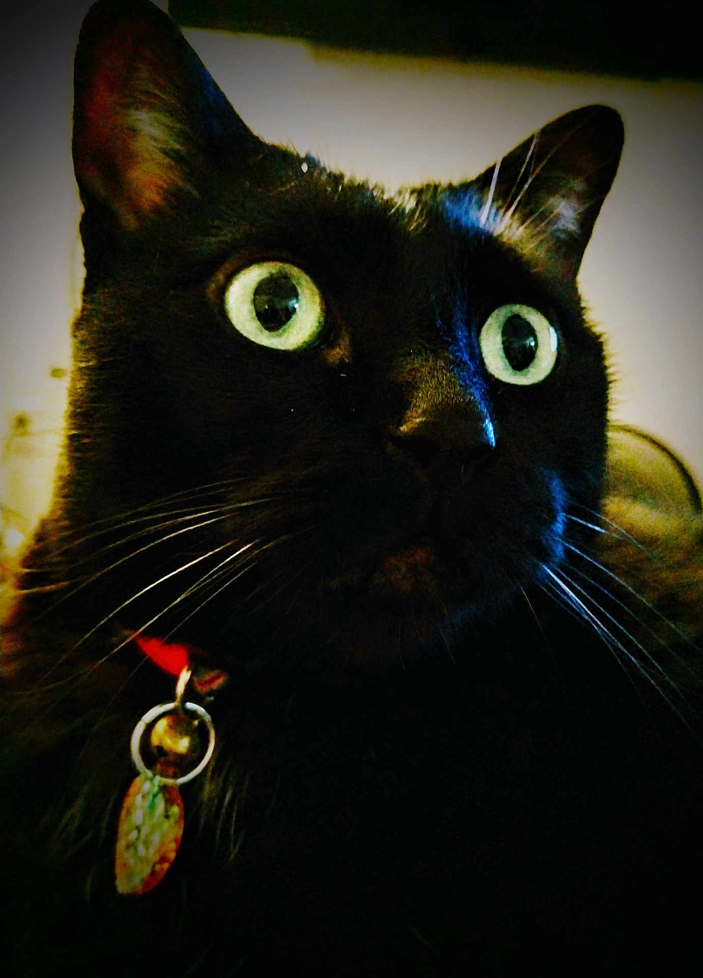 Ziva